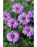 Монарда двійчаста ‘Блю Мун’|Monarda didyma ‘Blue Moon’|Монарда двойная ‘Блю Мун’